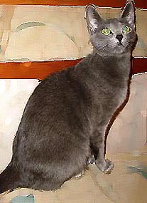 кошка Русская голубая