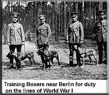 Немецкие боксеры на службе